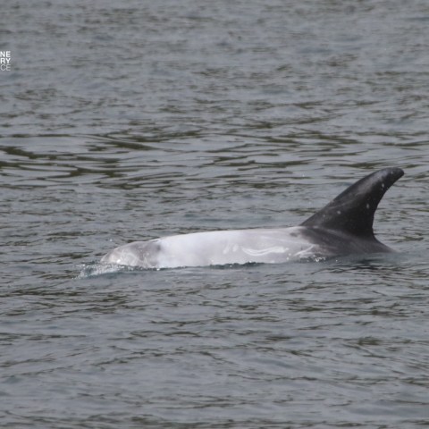 Dolphin surfacing in calm ocean water, partially visible above the surface.