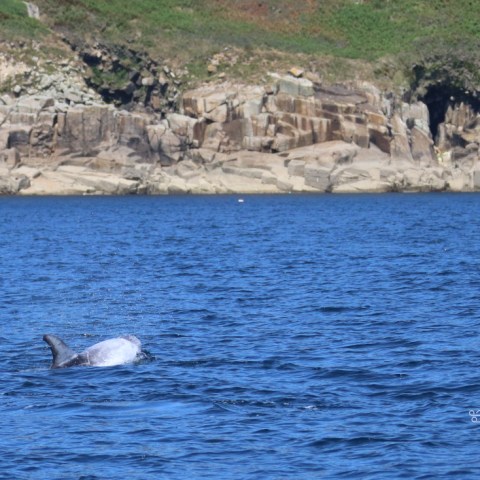 Dolphin swimming near rocky shoreline and greenery.