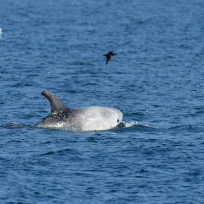 Dolphin swimming in blue ocean, small bird flying nearby.