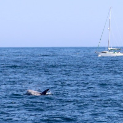 Dolphin fin in sea with sailboat in background on a clear day.