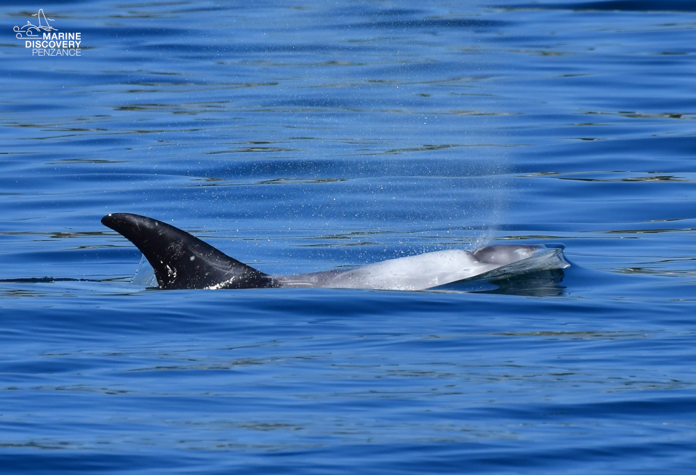 Dolphin swimming in blue water, partially visible with dorsal fin above surface.