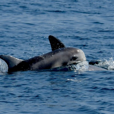 Pilot whale surfacing in ocean water with splash.