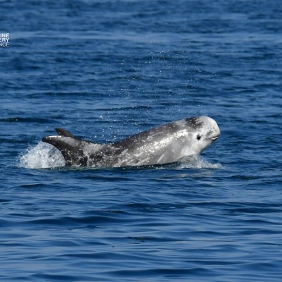 A Risso's dolphin surfacing in blue ocean water.