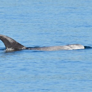 A whale partially submerged in calm blue water.