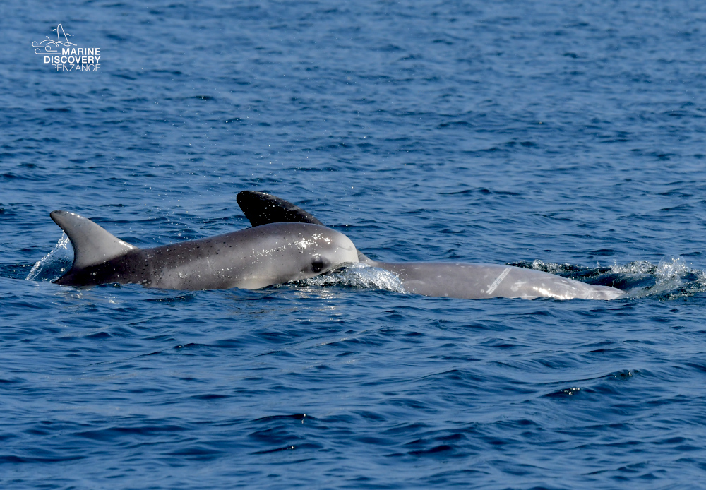 Two dolphins swimming in the ocean, partially submerged.