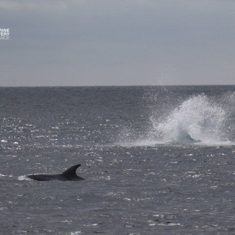 Dolphin fin in ocean with splash nearby under cloudy sky.