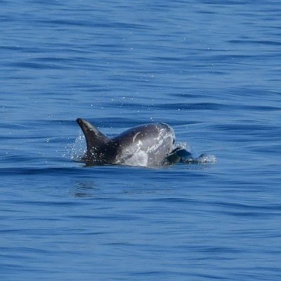 Single dolphin surfacing in blue ocean water.