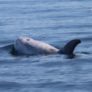 Dolphin surfacing with dorsal fin and water spray, calm sea background.
