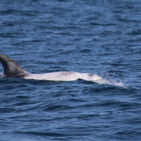 Gray whale's back surfacing in the ocean
