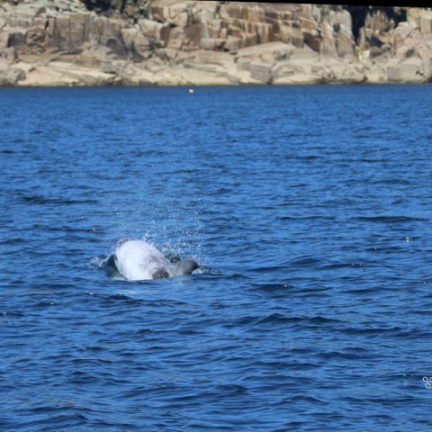 Dolphin emerging from water near rocky shore.