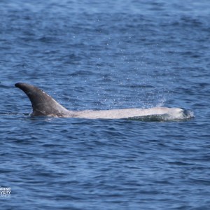 Dolphin swimming with dorsal fin visible, water splashing.