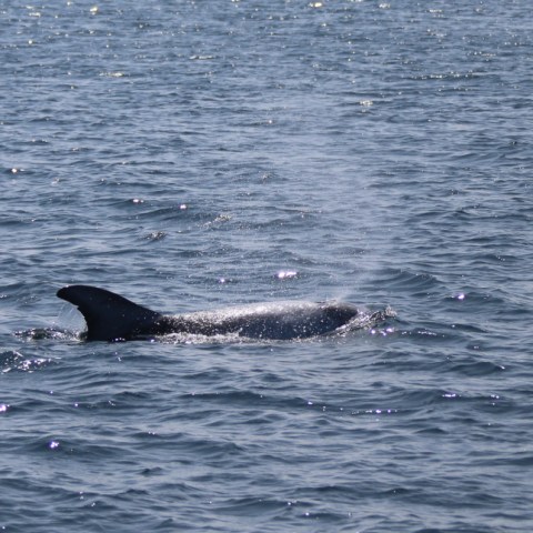 Dolphin swimming in open ocean with visible dorsal fin.