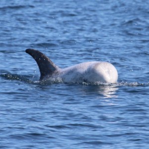 Dolphin swimming with fin above water surface in the ocean.