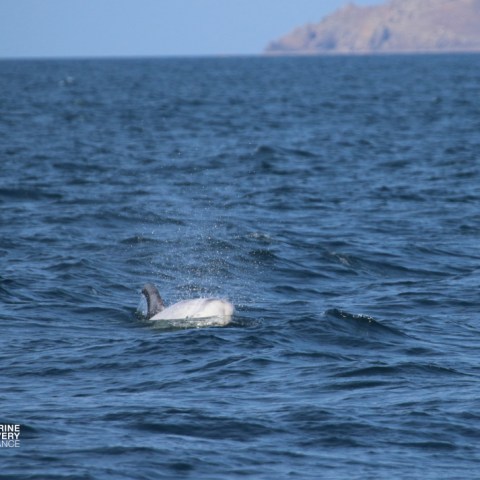 Dolphin partially emerging from the ocean near rocky coastline.