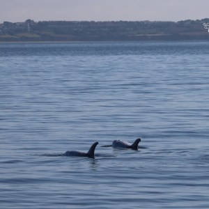 Two dolphins swimming in a calm sea near the shore.