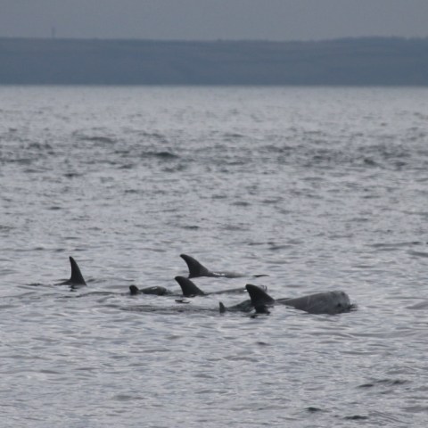 Dolphins swimming near the surface in a large body of water.