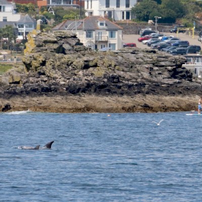 Dolphin fin in the sea near rocky shore, paddleboarder and houses in background.