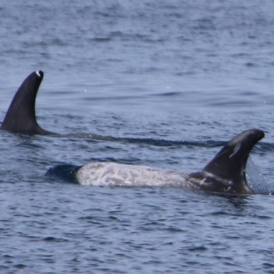 Two dolphins surfacing with dorsal fins visible above the water.