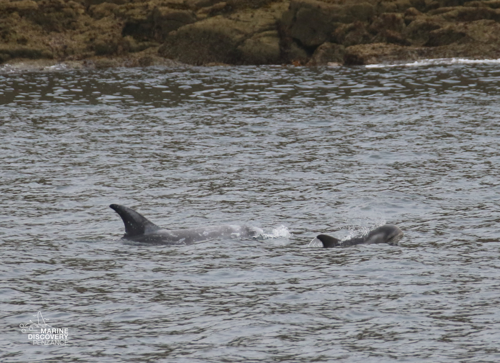 Two dolphins swimming near rocky shore.