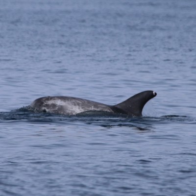 Dorsal fin of a dolphin swimming in calm ocean waters.