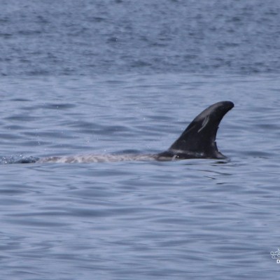 Dorsal fin of a marine animal, possibly a dolphin, above water surface.