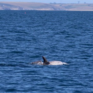 Dolphin swimming in the ocean with distant shoreline in the background.