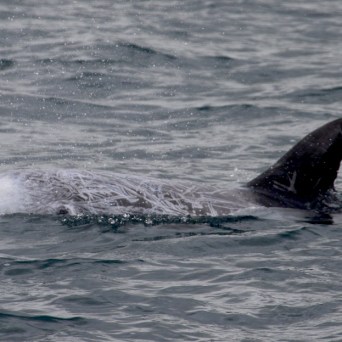 Dolphin fin and back visible above the water surface.