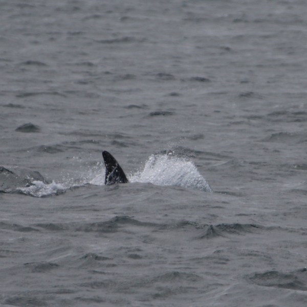 Fin of a marine animal surfacing in choppy ocean water.