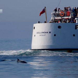Boat named 'Scillonian III' near a dolphin in the water.
