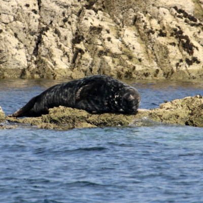 Seal resting on rocky shore by the water.