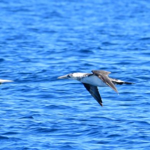 Three seabirds flying low over the ocean with blue water in the background.