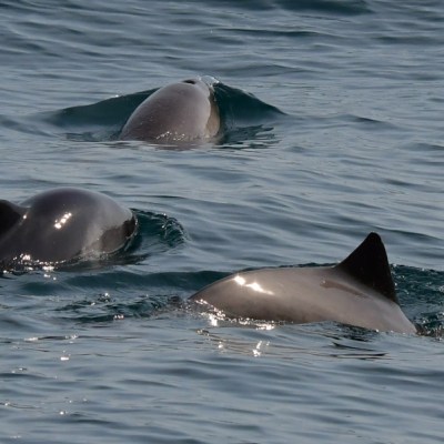 Three porpoises swimming in the ocean.