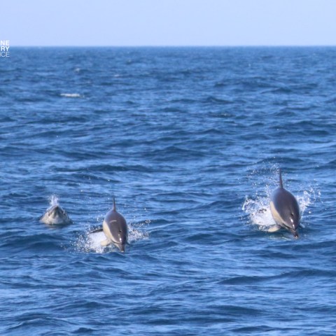 Three dolphins swimming in the ocean with splashes.