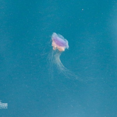 Small, translucent jellyfish with purple and pink hues in clear blue water.