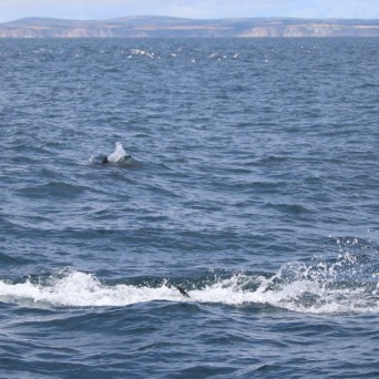 Dolphins swimming in the ocean with a distant coastline.