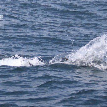 Surface of ocean with dolphin jumping out of water, splashes visible.