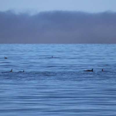 Ocean scene with several dorsal fins visible above calm water.