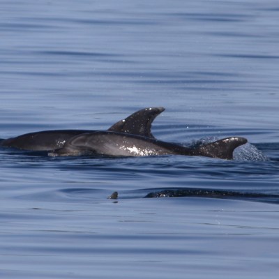 Two dolphins swimming near the ocean surface with dorsal fins visible.