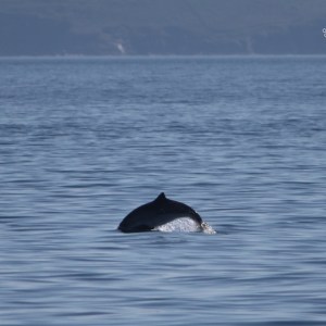 A dolphin fin surfaces in calm ocean waters under a clear sky.