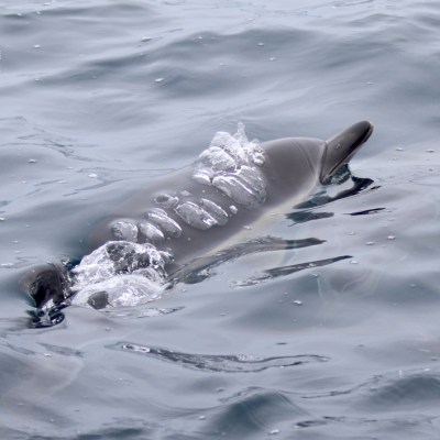 Dolphin surfacing with bubbles on water surface.
