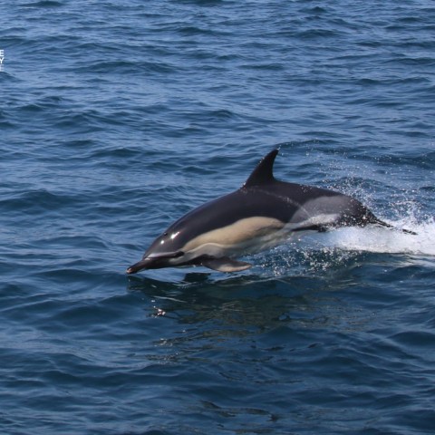 Dolphin jumping out of the water in the ocean.
