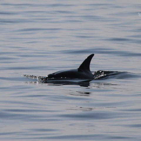 Dolphin swimming in calm water with fin visible above the surface.