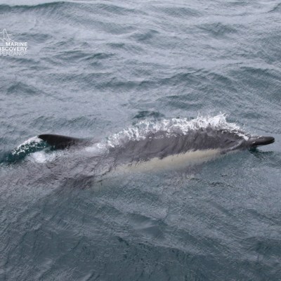 Dolphin swimming near water surface with visible fin against rippling sea.