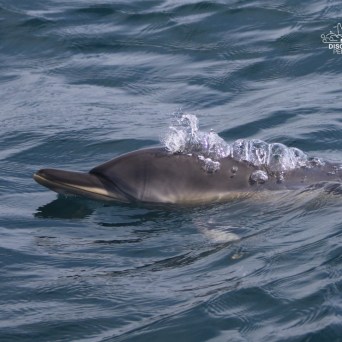 Dolphin surfacing in the ocean with bubbles on its head.