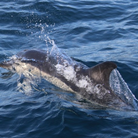 Dolphin breaking through ocean surface, surrounded by splashing water.