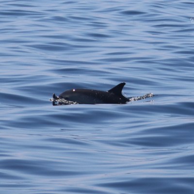 Dolphin surfacing in calm ocean water with gentle ripples.