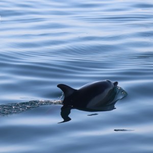 Dolphin swimming in calm, reflective water.