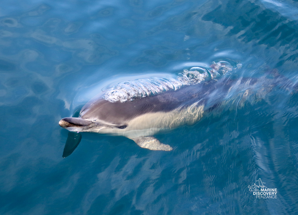 Dolphin swimming in clear blue water.
