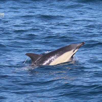 Dolphin swimming in the ocean with its dorsal fin above water.