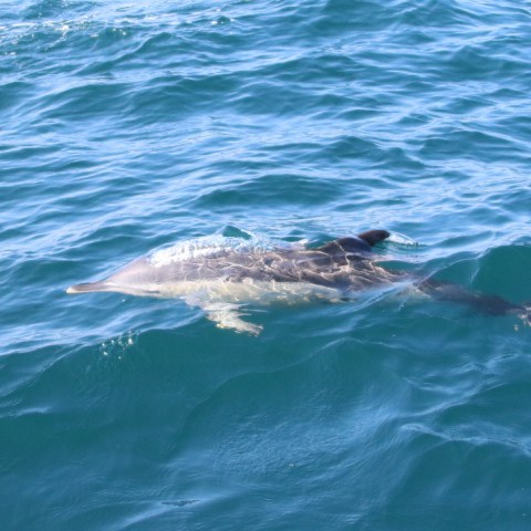 A dolphin swims just below the surface of the ocean, with its dorsal fin visible above the water.